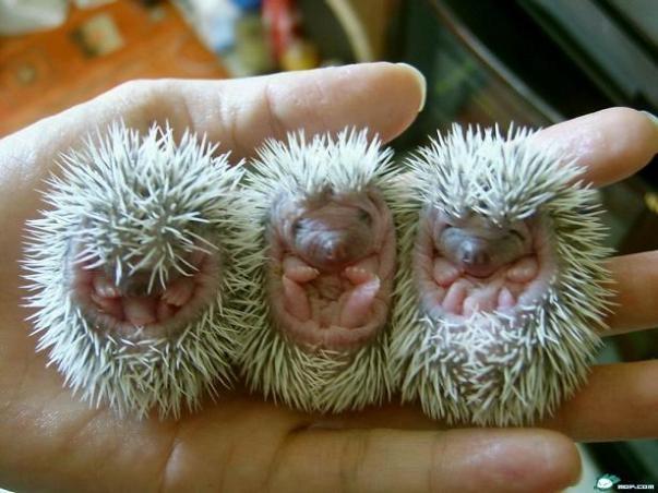 porcupine babies