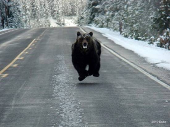 image of an attacking grizzly